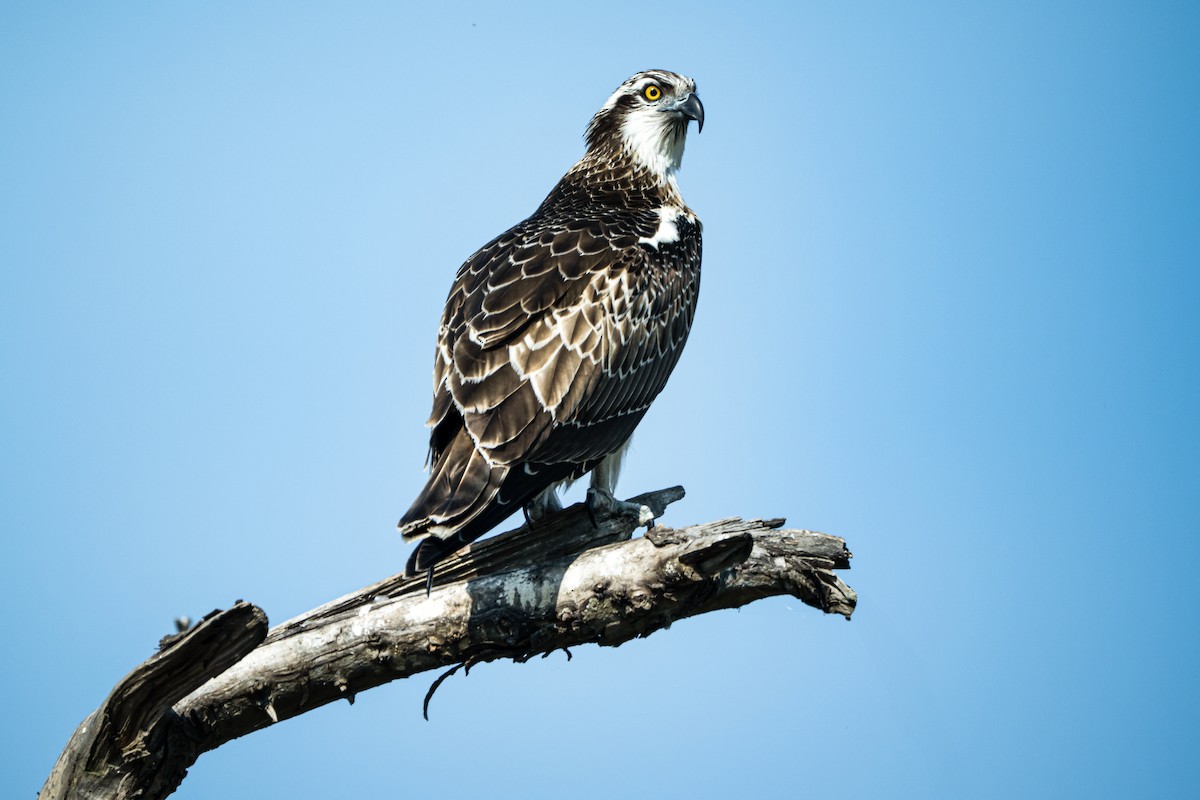 Osprey - ML644470390