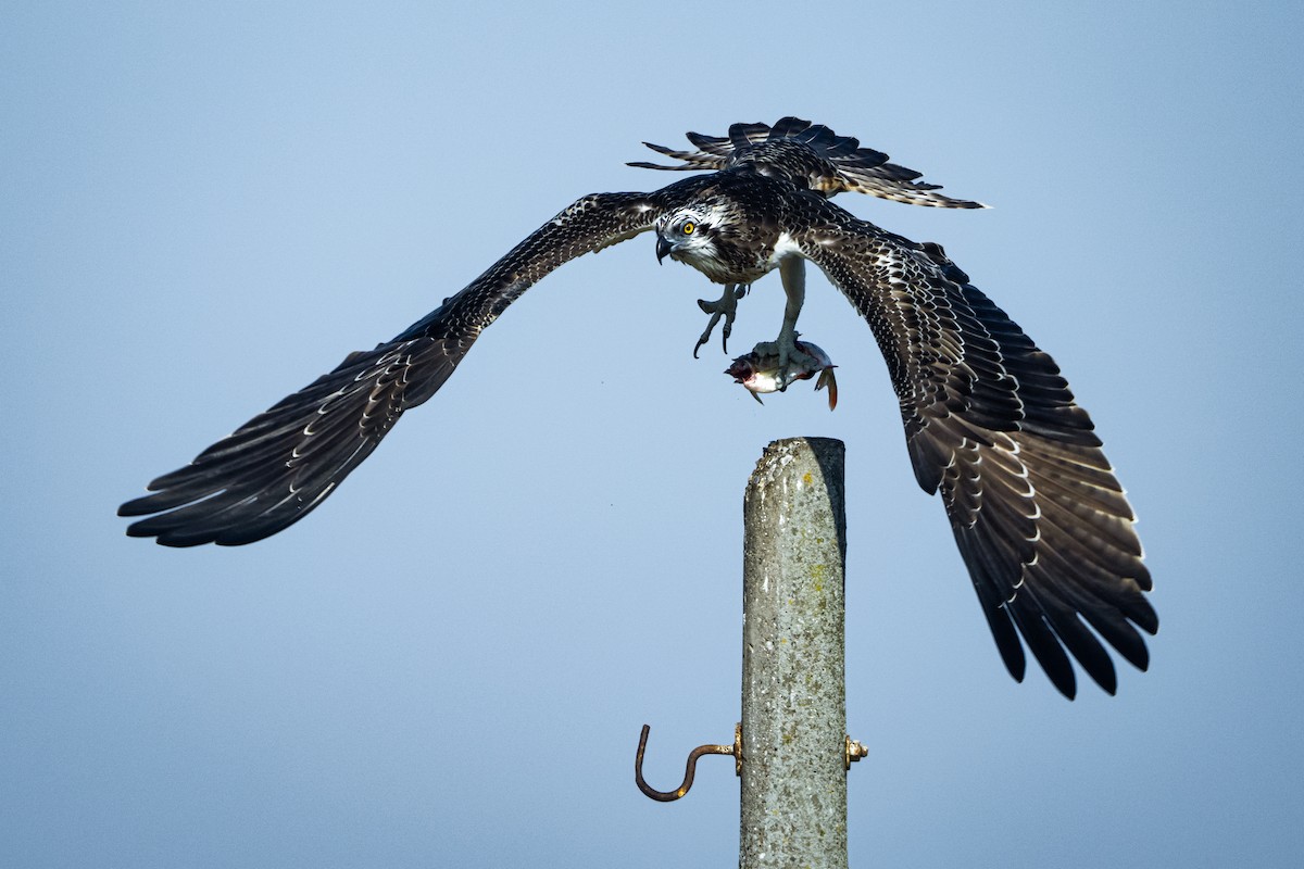 Osprey - ML644470392