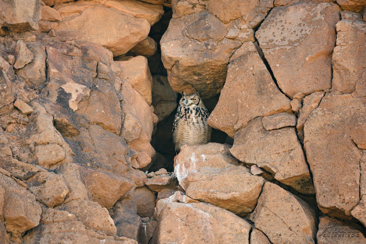 Wüstenuhu - ML644470394