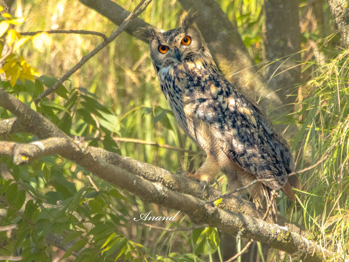 Rock Eagle-Owl - ML644470396