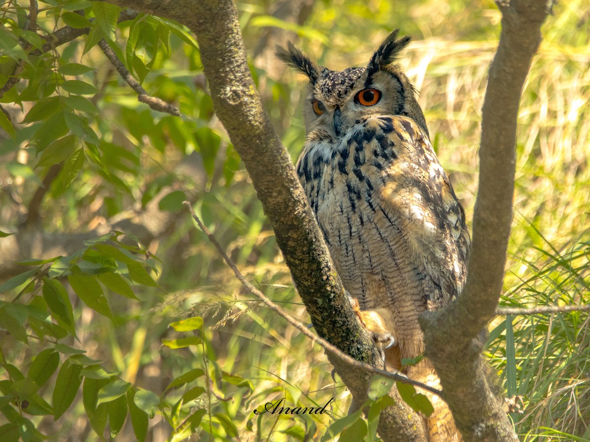 Rock Eagle-Owl - ML644470399