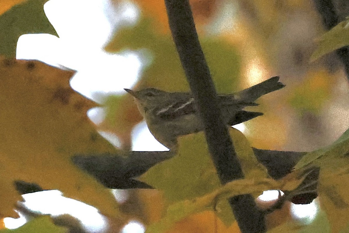 Paruline rayée - ML644470400