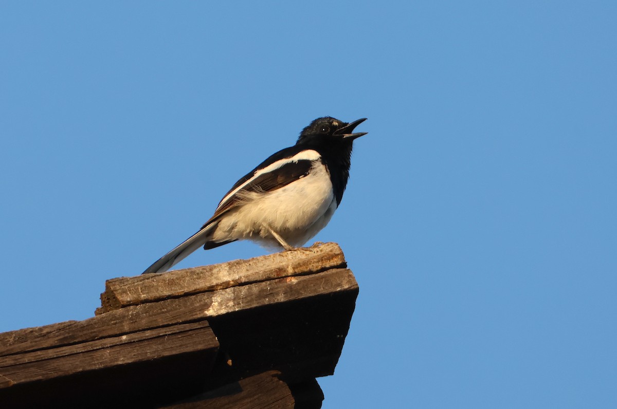 Shama de Madagascar (inexspectatus) - ML644470401