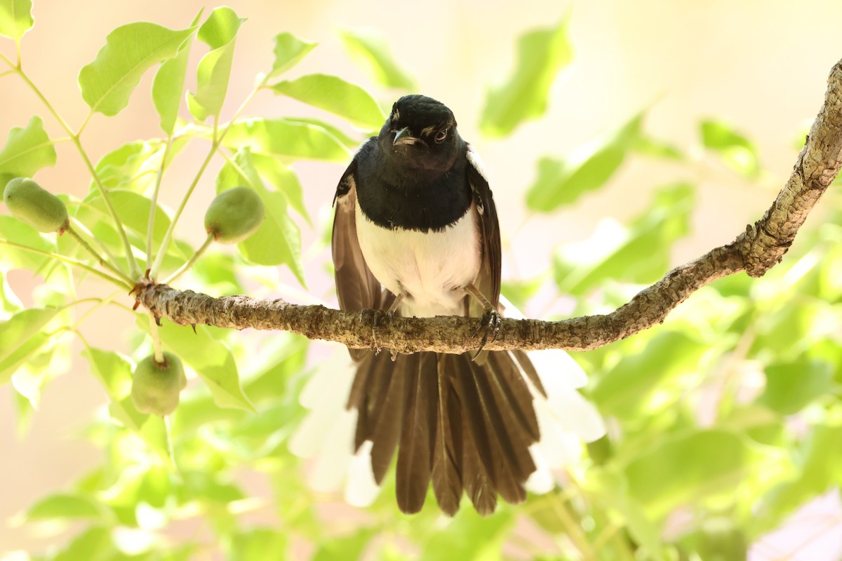 Shama de Madagascar (inexspectatus) - ML644470429