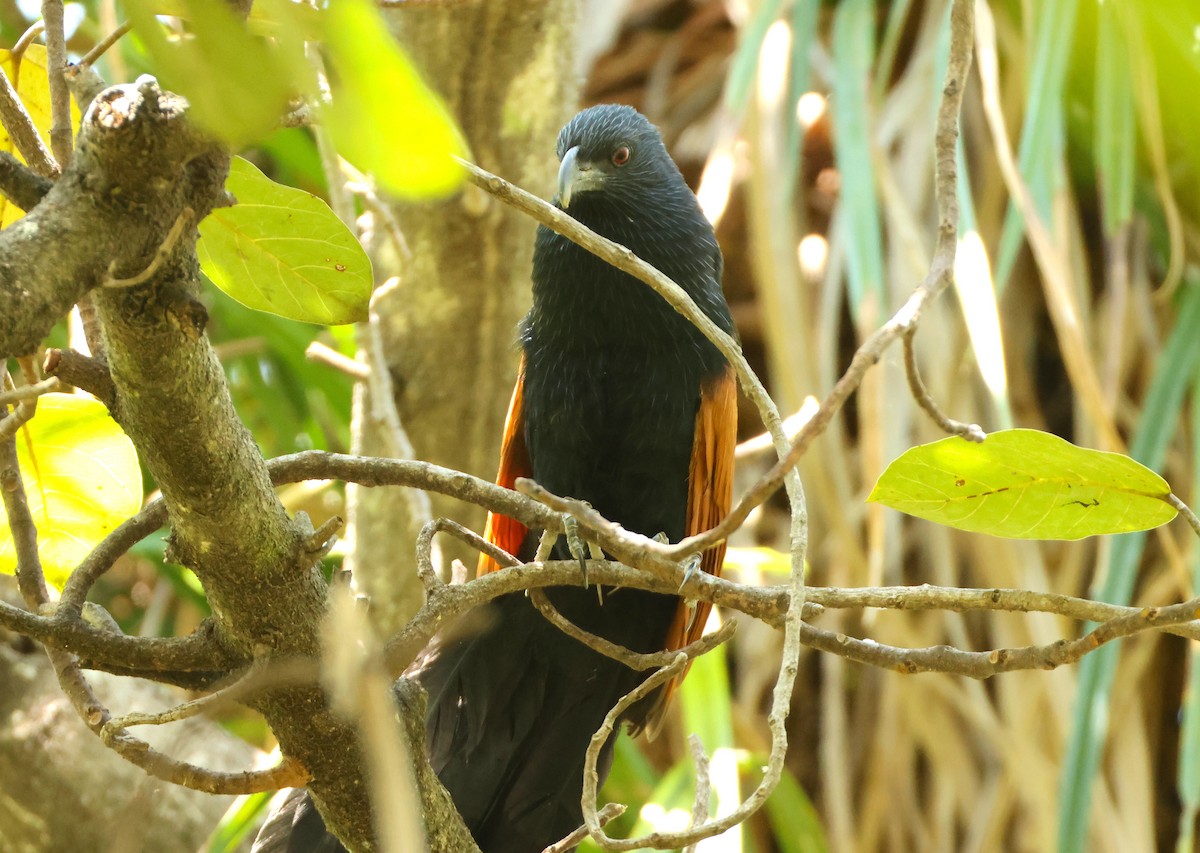 Malagasy Coucal - ML644470445