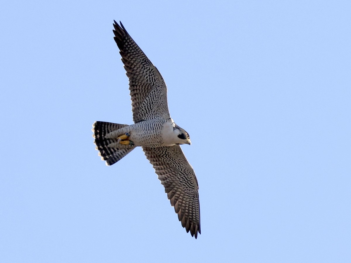 Faucon pèlerin - ML644470452