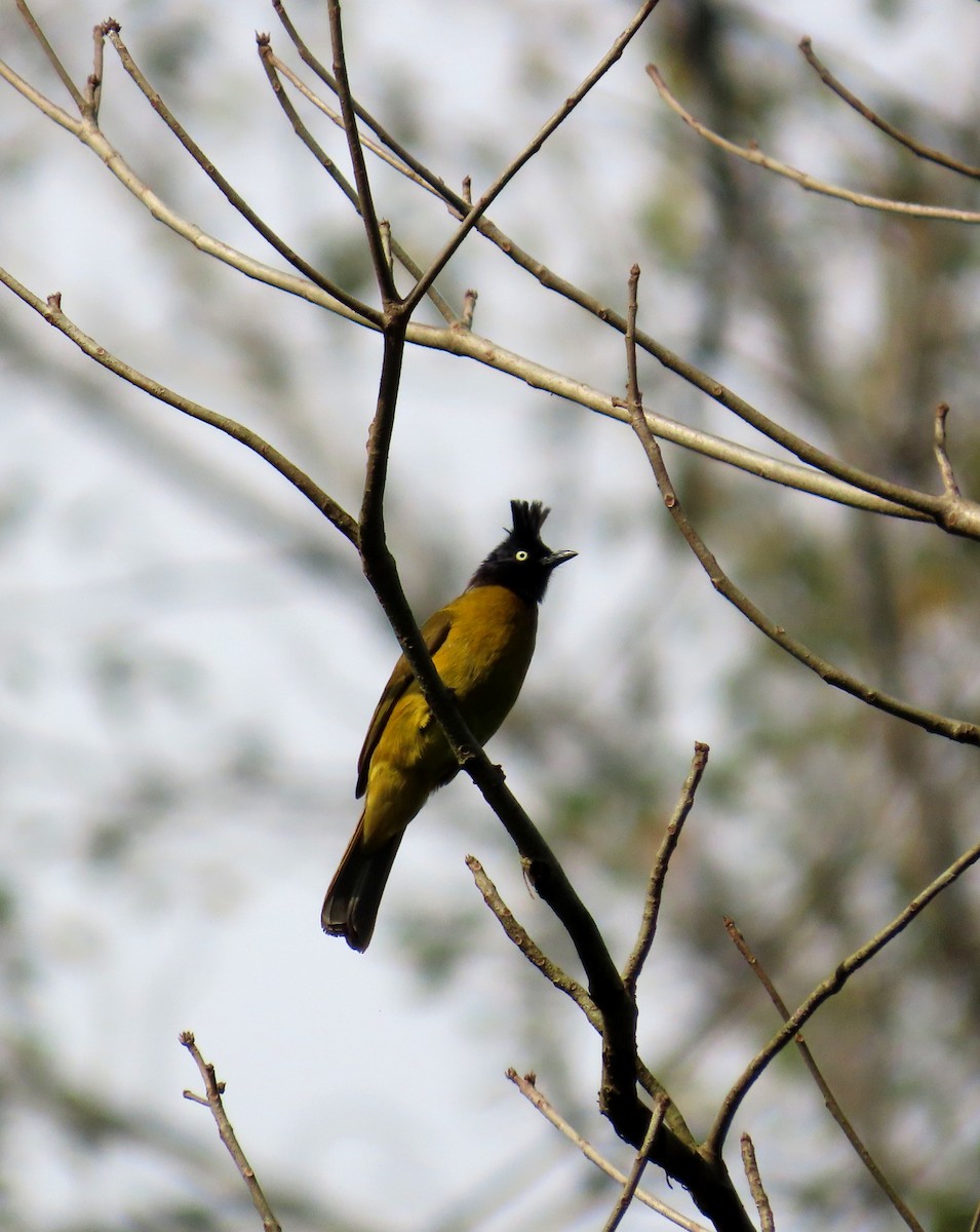 Black-crested Bulbul - ML644470461