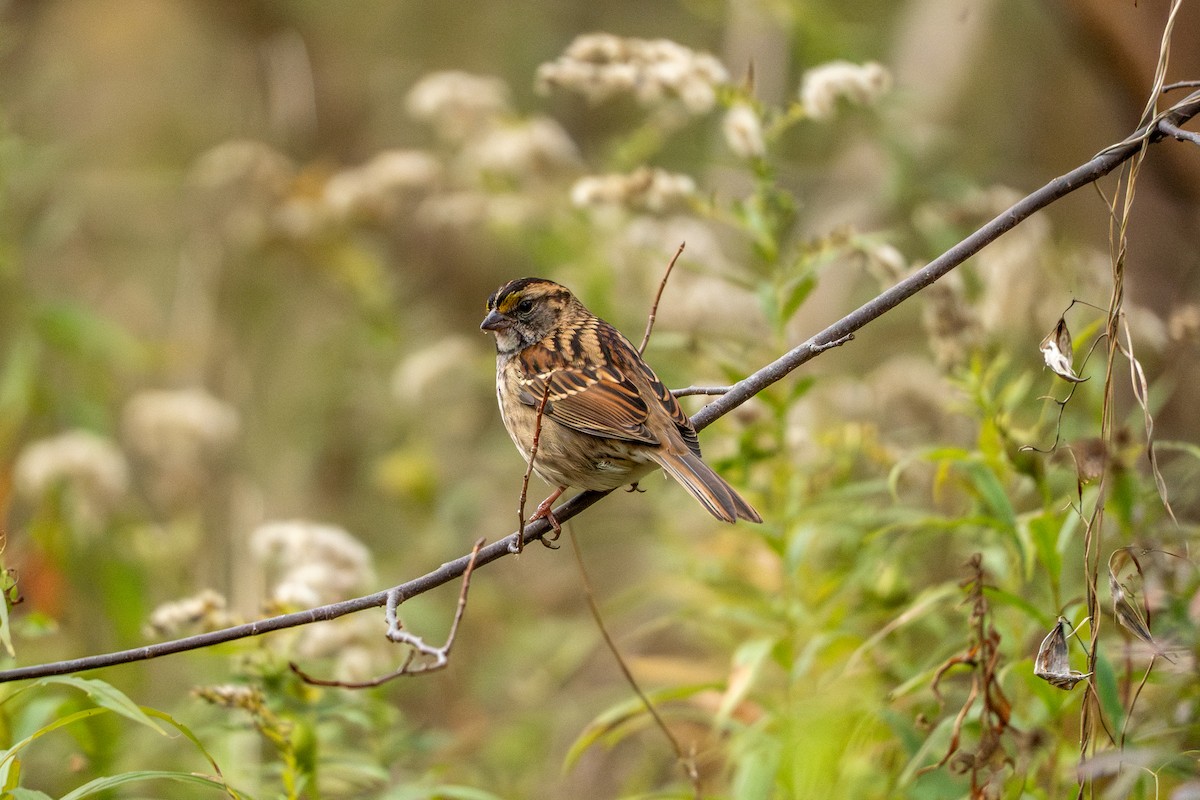 White-throated Sparrow - ML644470465