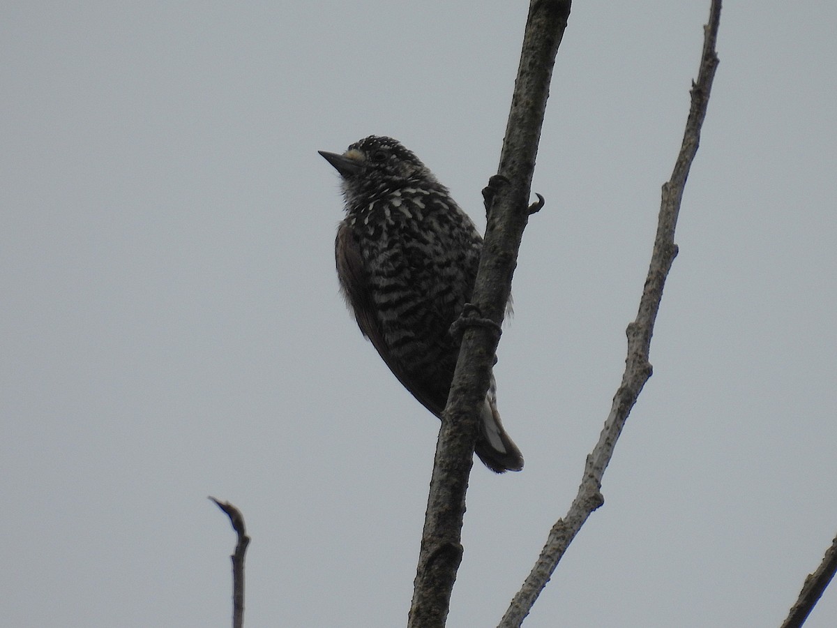 Speckle-chested Piculet - ML644470469