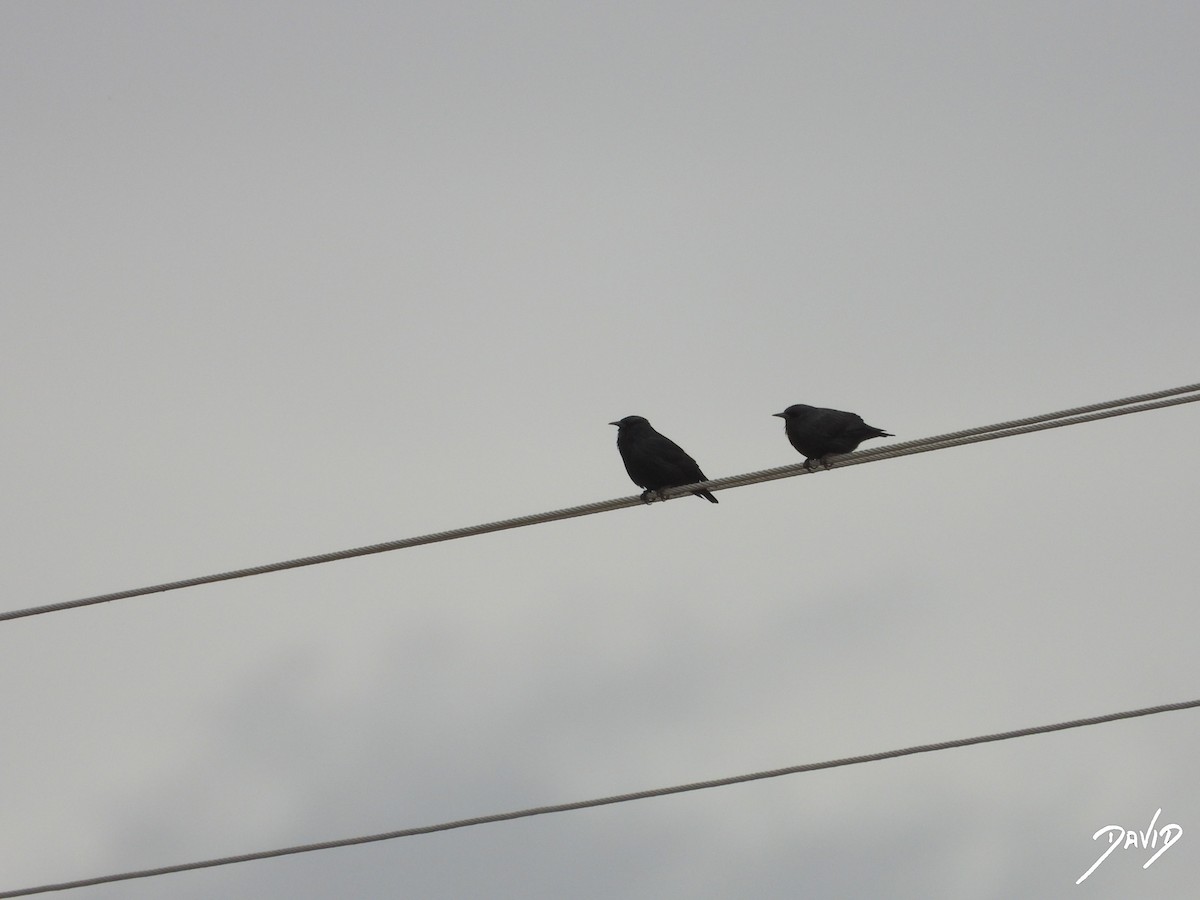 Étourneau unicolore - ML644470475