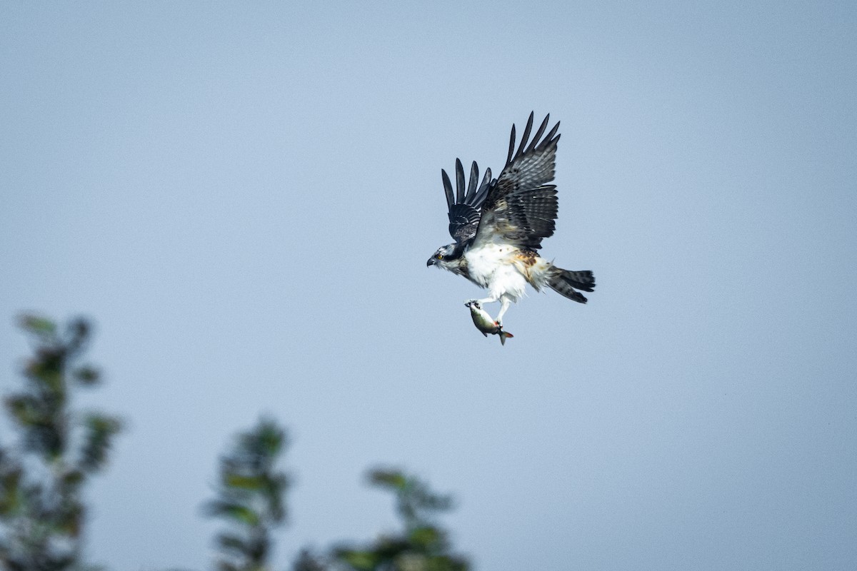 Osprey - ML644470482