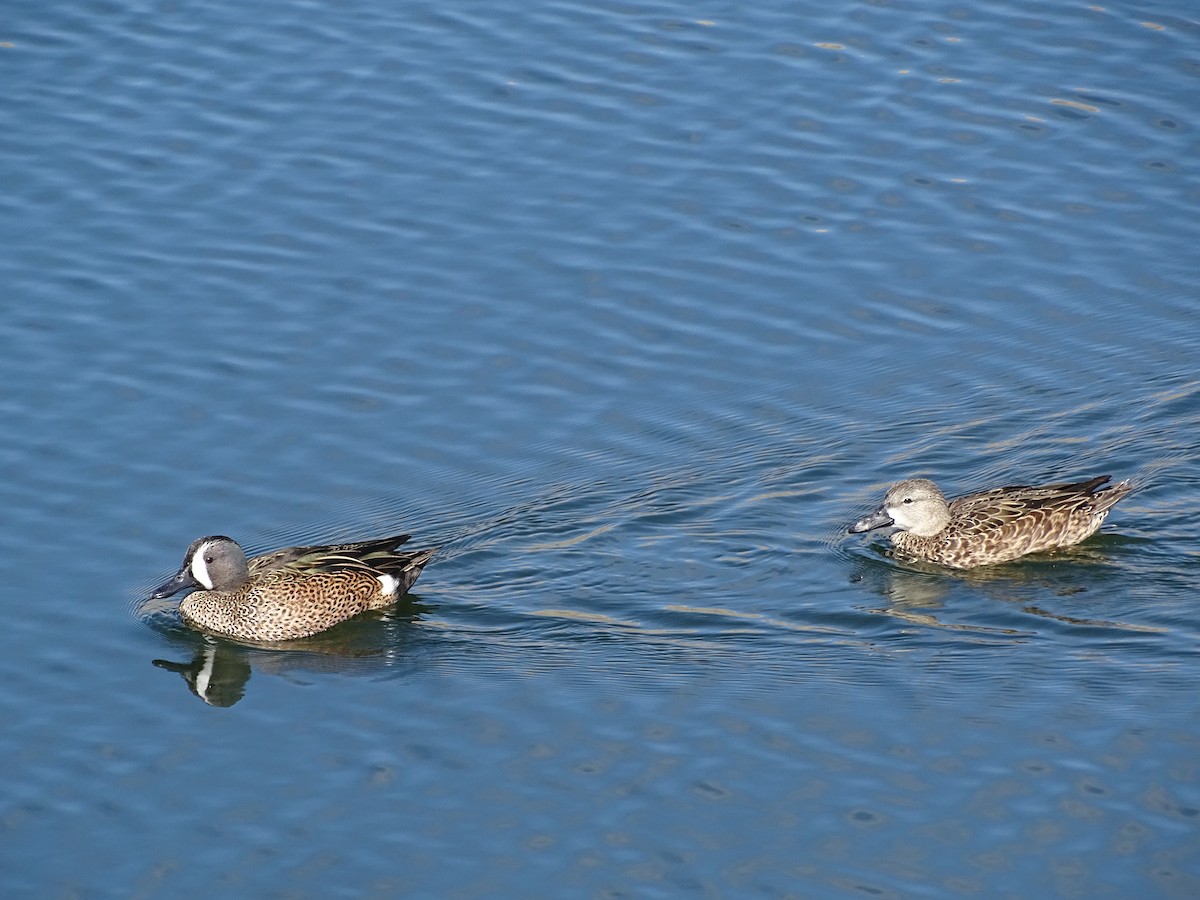שרשיר כחול-כנף - ML644470483