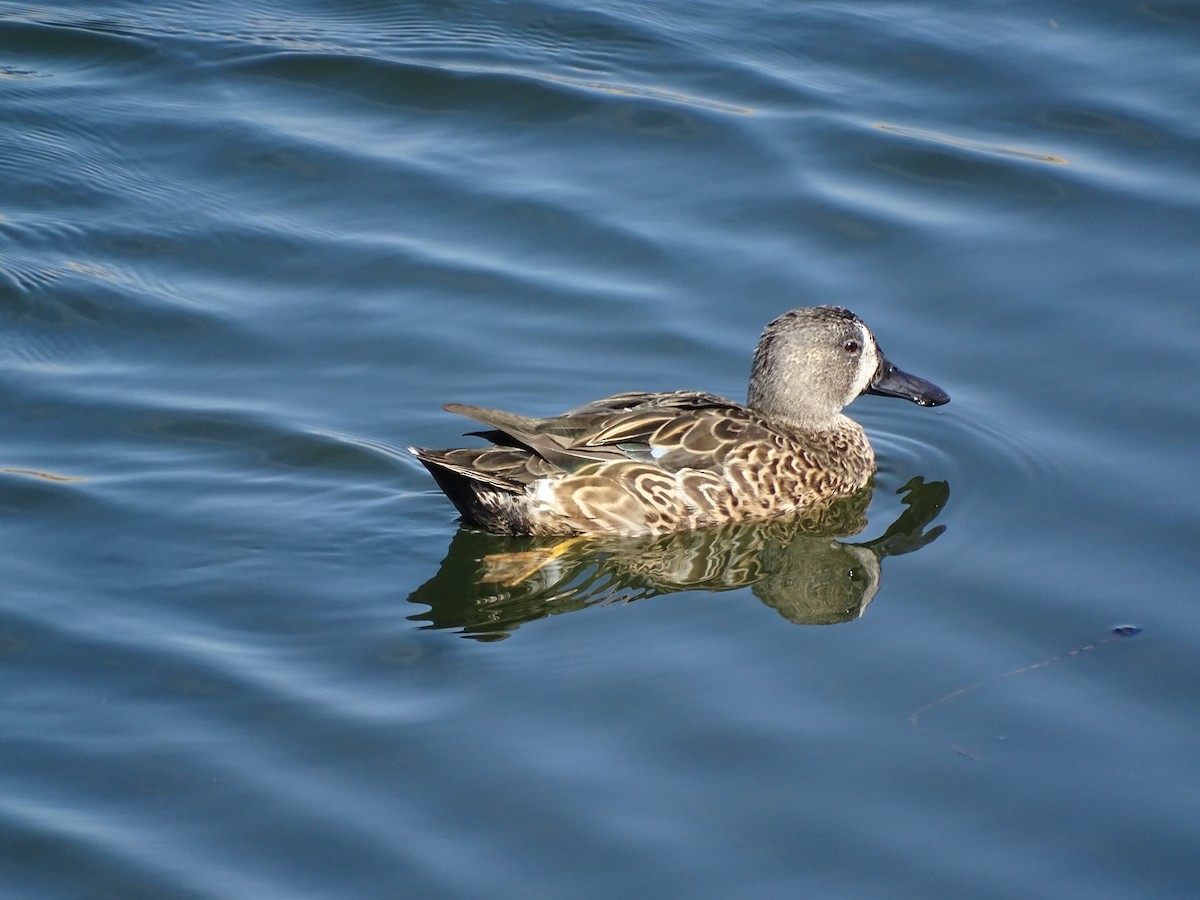 שרשיר כחול-כנף - ML644470484
