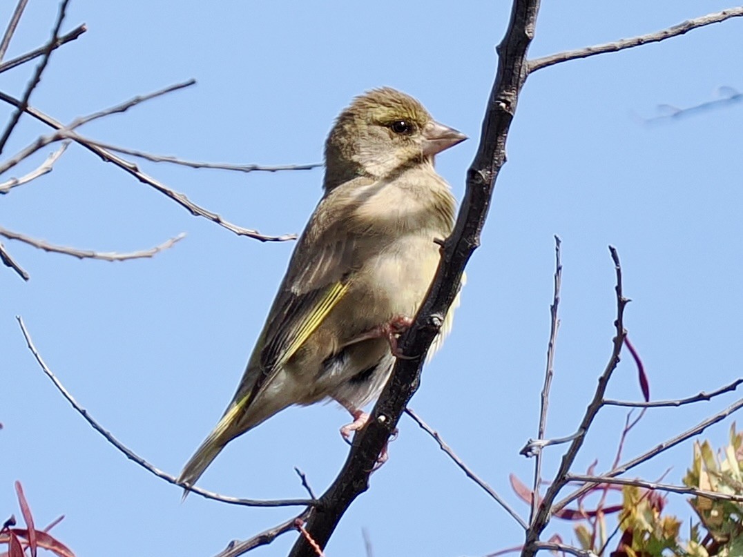 Verderón Común - ML644470496