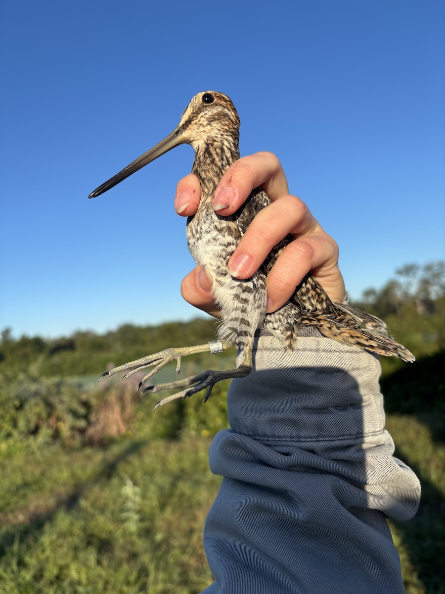 Wilson's Snipe - ML644470514