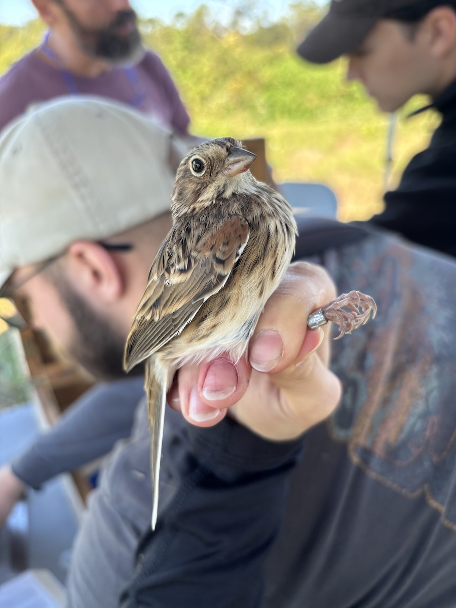 Vesper Sparrow - ML644470535