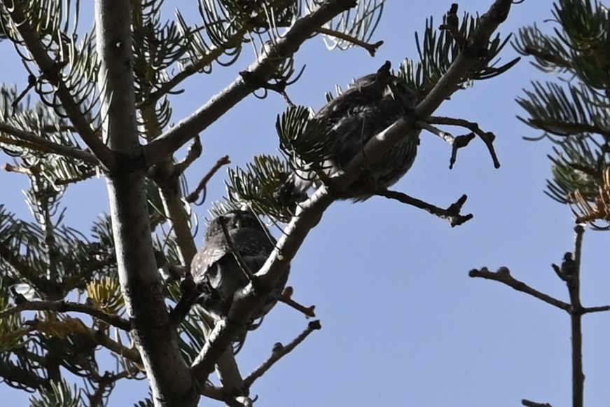Northern Pygmy-Owl (Rocky Mts.) - ML644470536