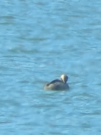 Eared Grebe - ML644470537