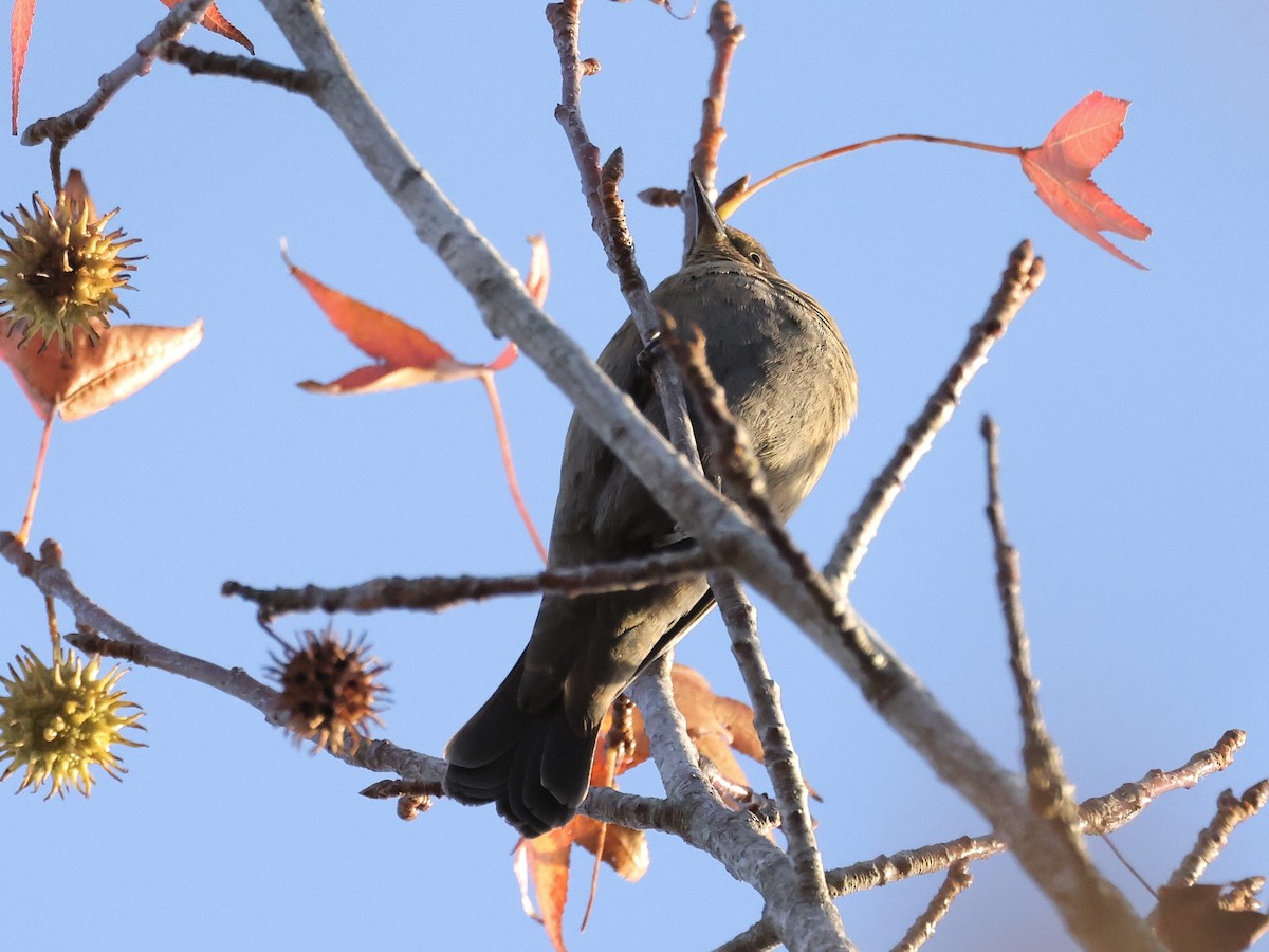 Quiscale rouilleux - ML644470538