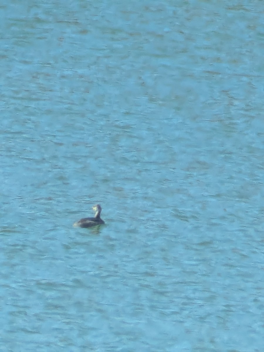 Eared Grebe - ML644470541