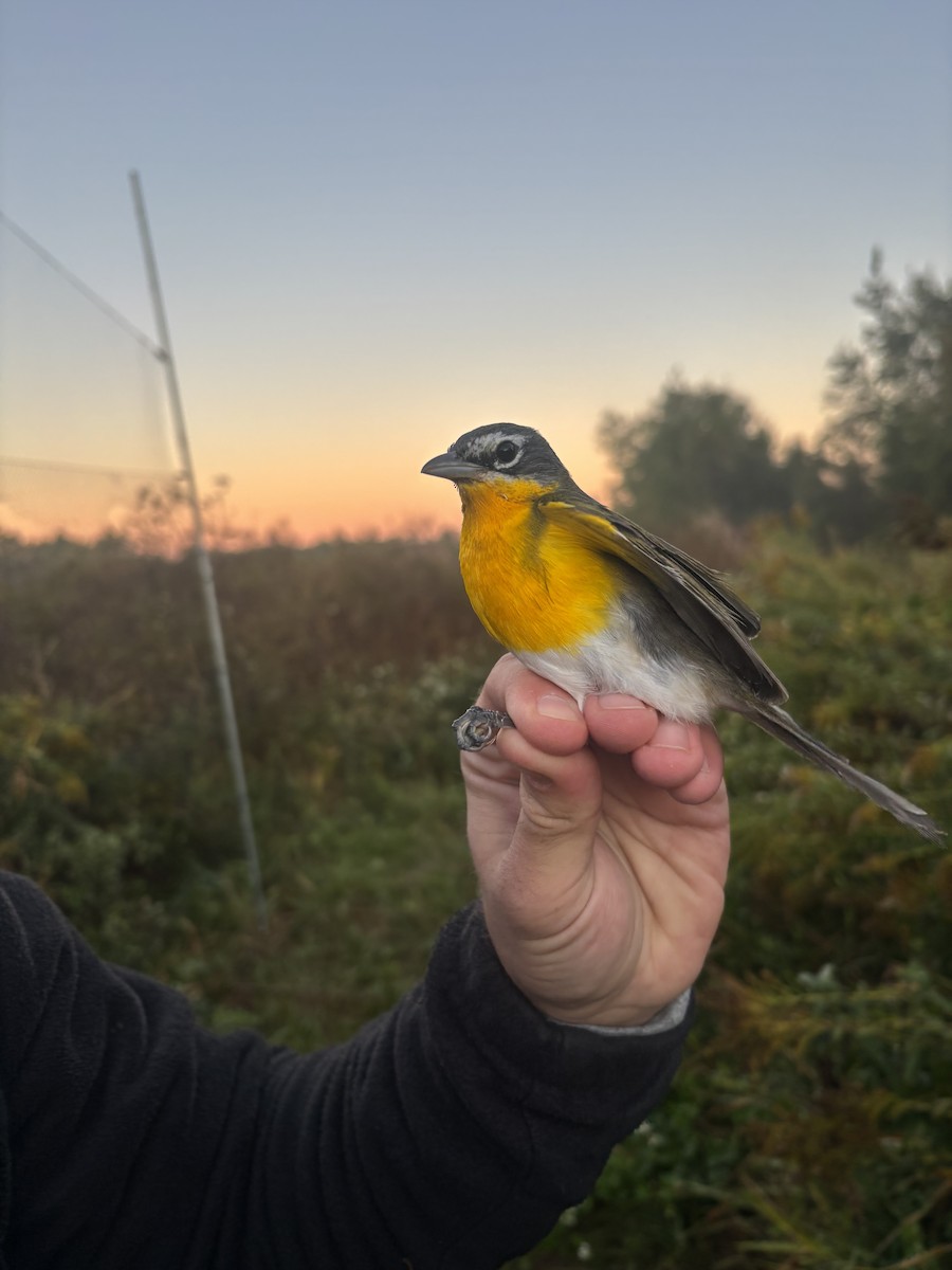 Yellow-breasted Chat - ML644470543