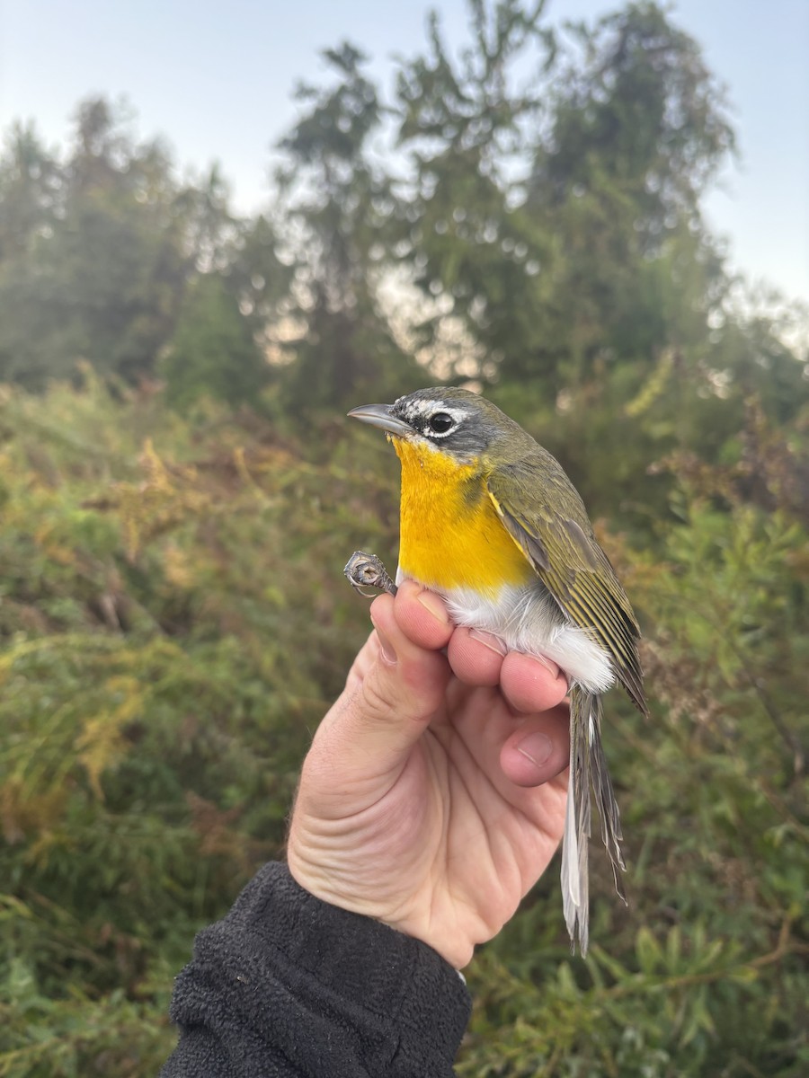 Yellow-breasted Chat - ML644470544