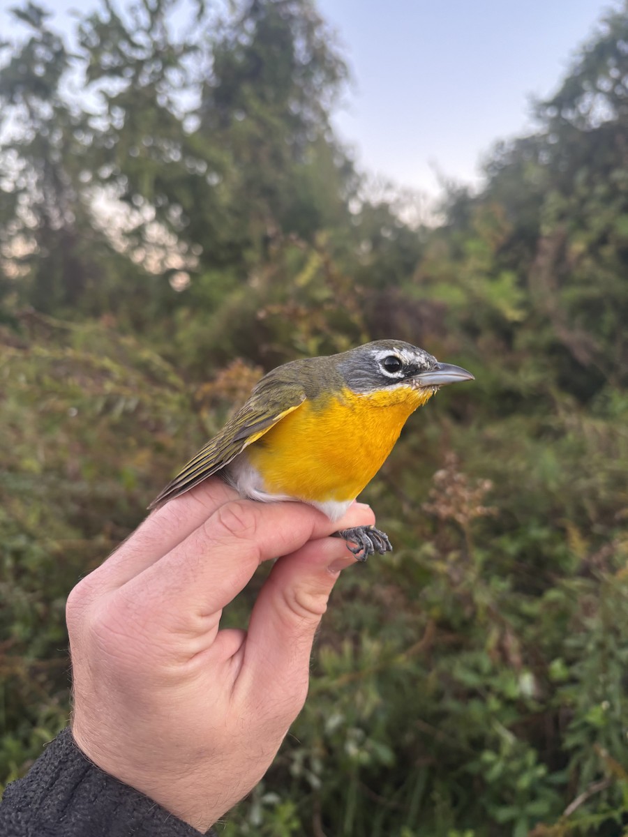Yellow-breasted Chat - ML644470545