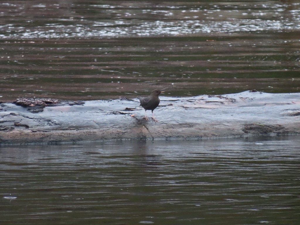Серая оляпка - ML644470554