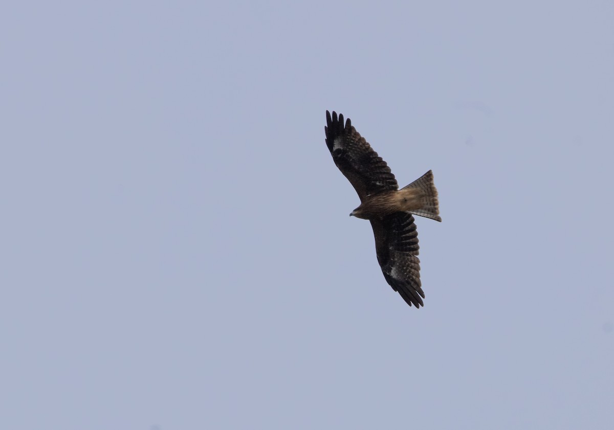 Black Kite (Black-eared) - ML644470557