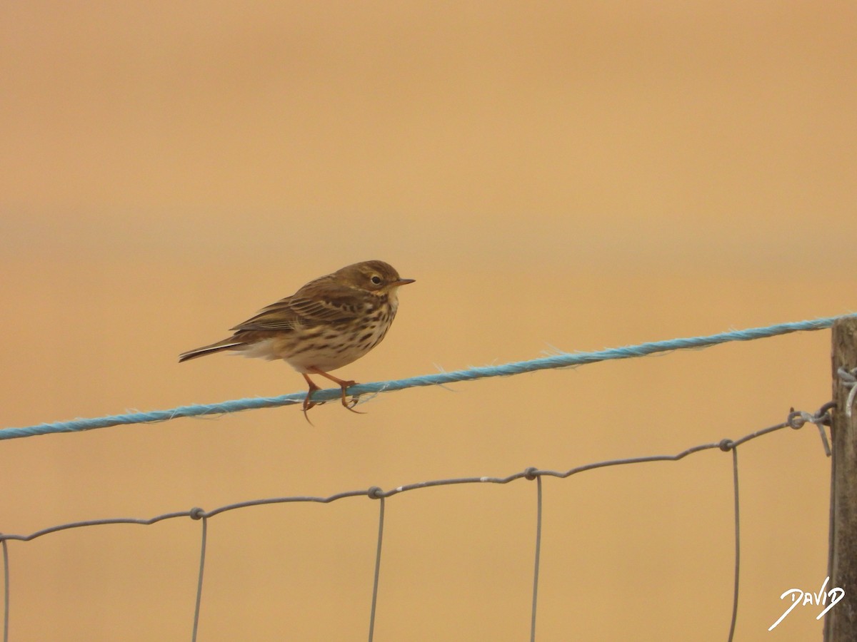 linduška luční - ML644470565