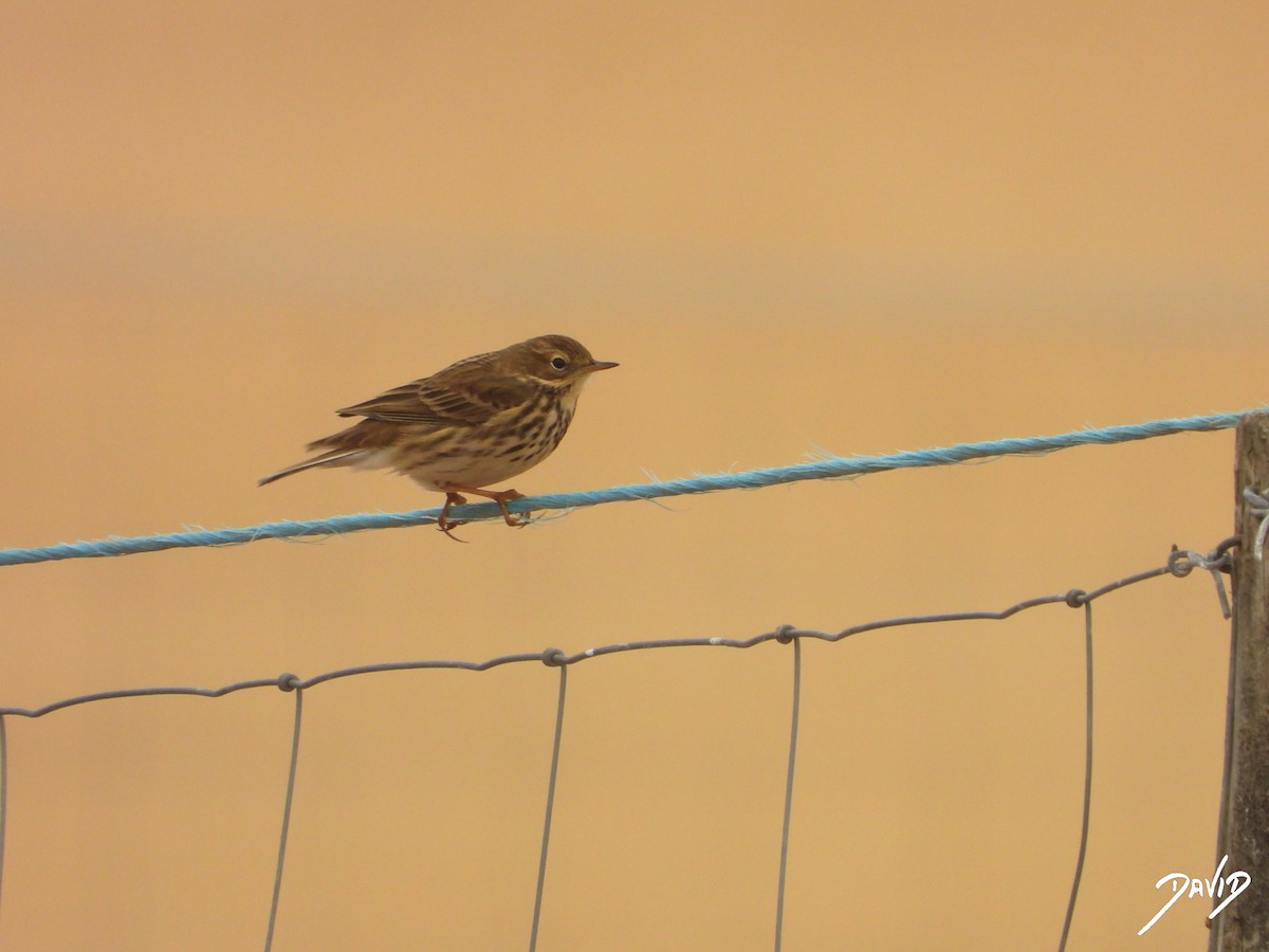 linduška luční - ML644470566