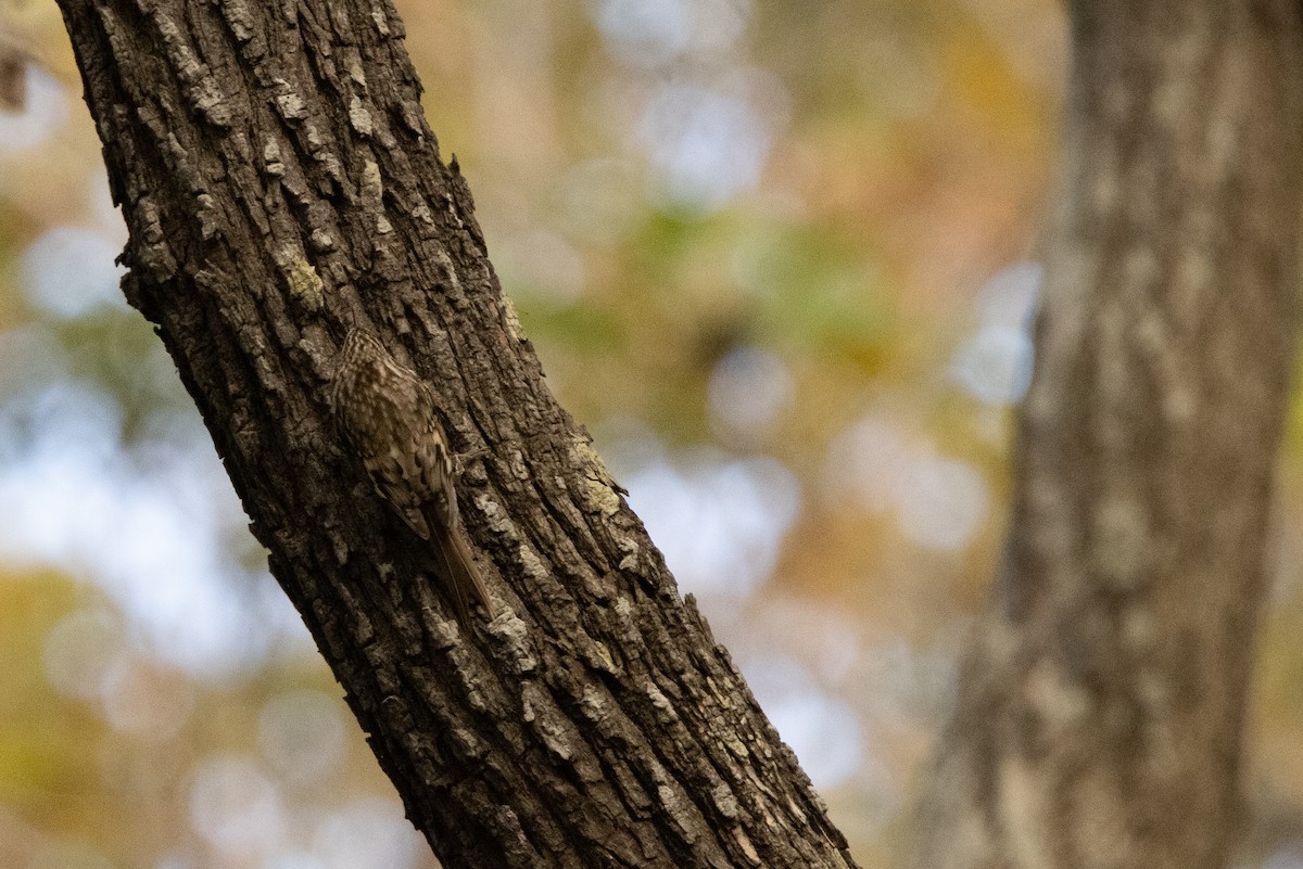 Хөвчийн бялзуумар - ML644470567