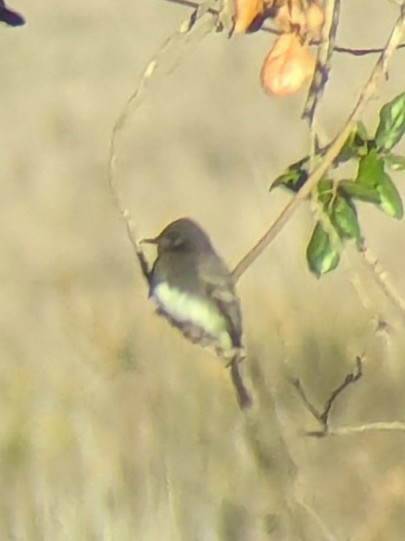 svartfibi - ML644470569