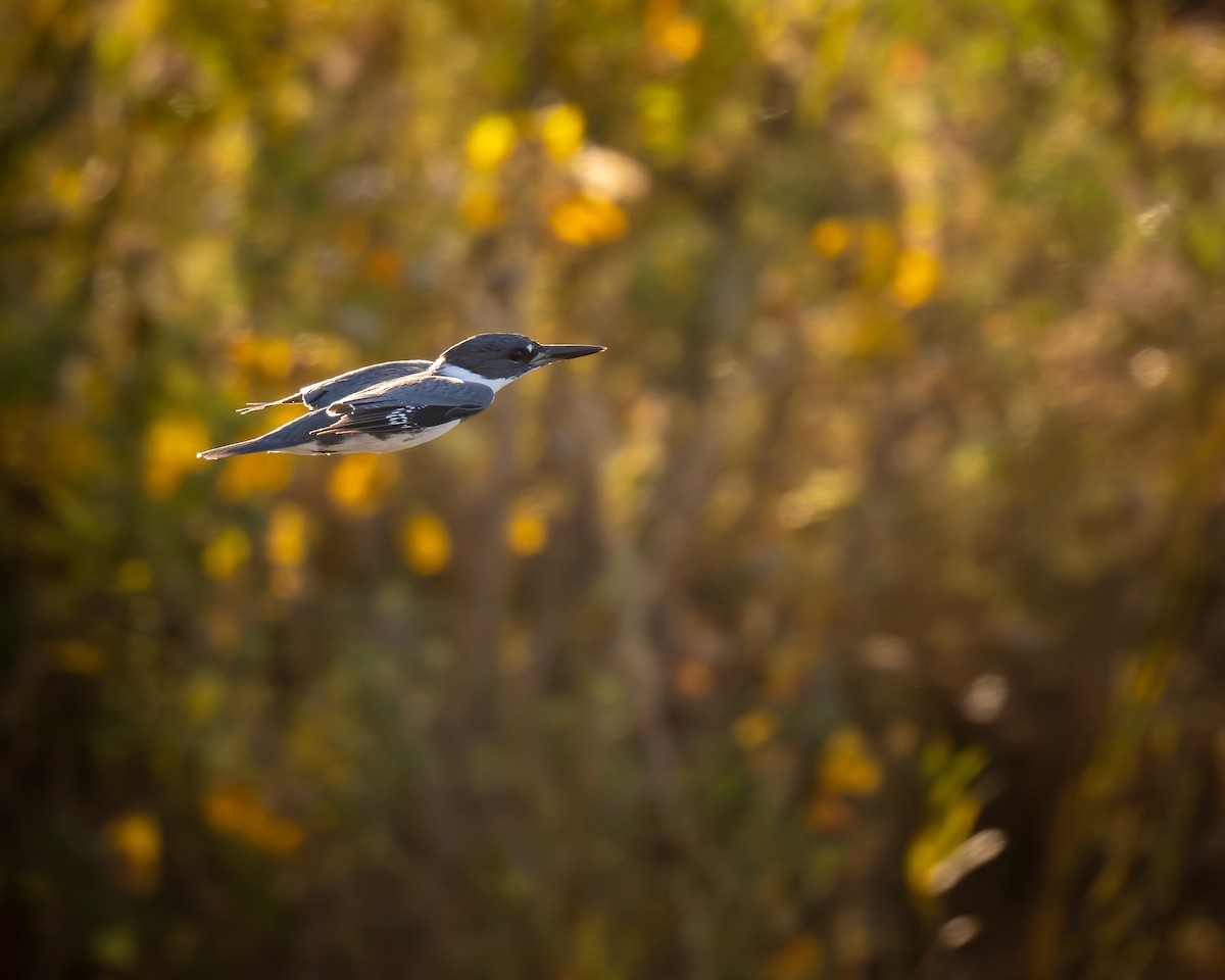 Belted Kingfisher - ML644470578