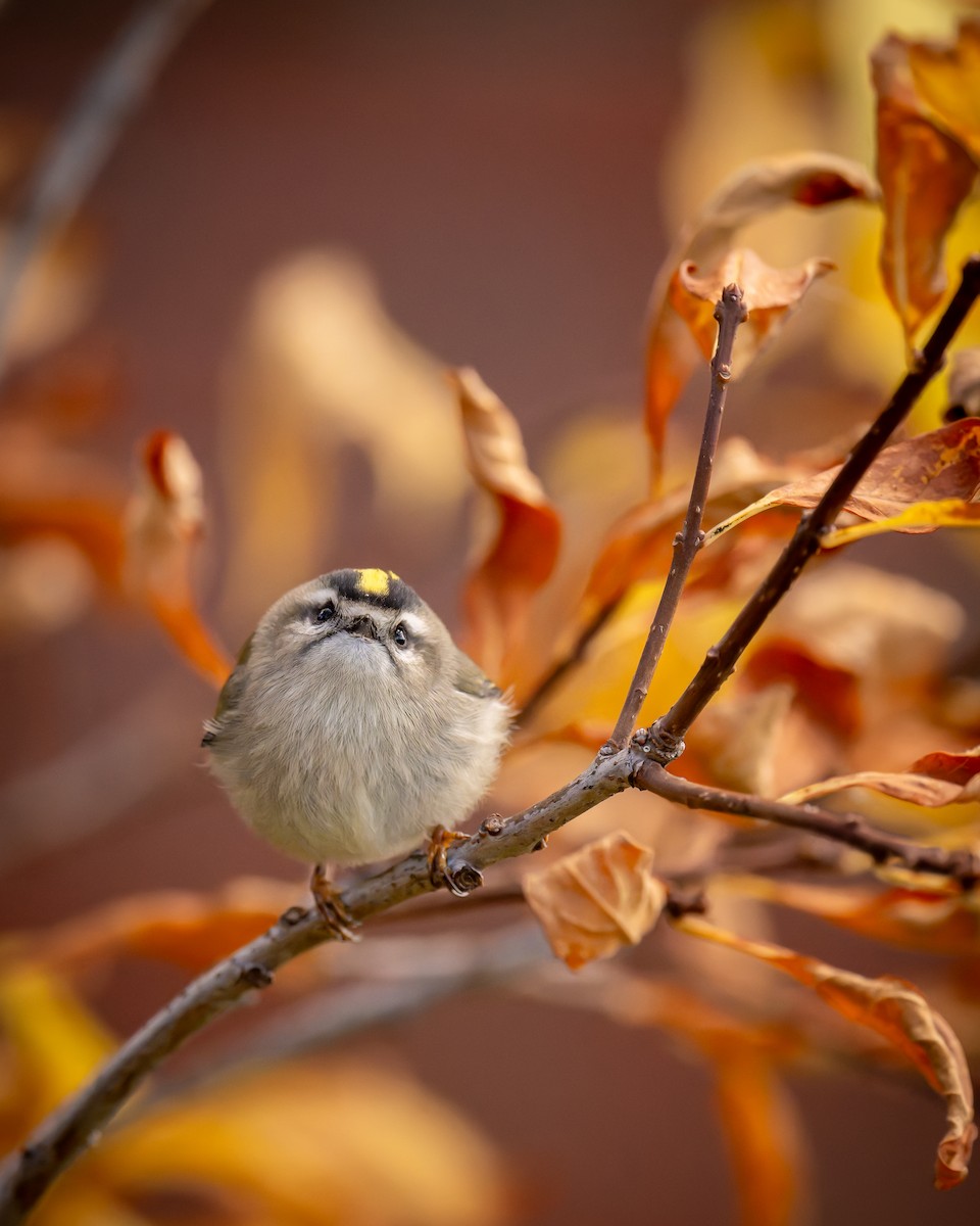 Golden-crowned Kinglet - ML644470598