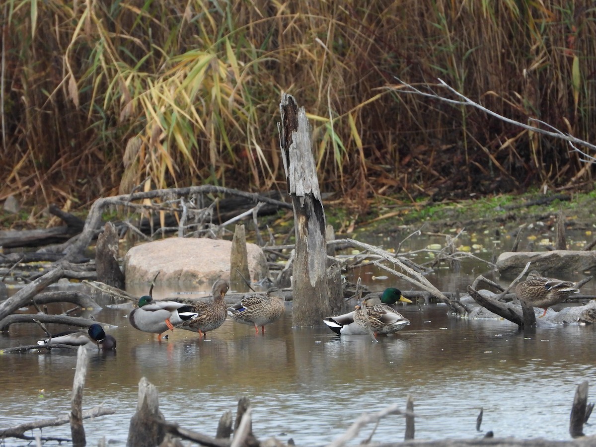 Зэрлэг нугас - ML644470599