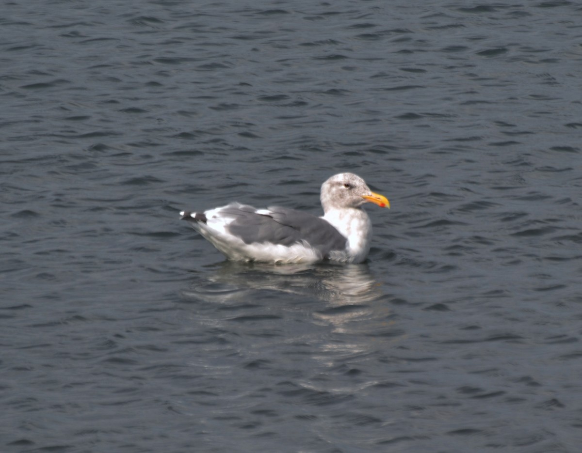 Серокрылая чайка - ML644470601