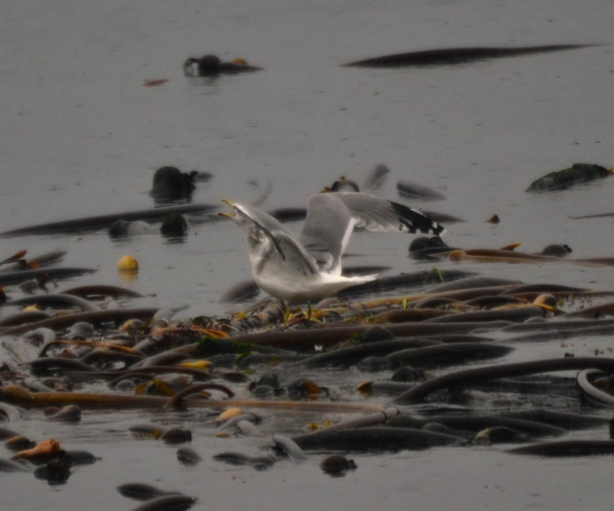 Серокрылая чайка - ML644470602