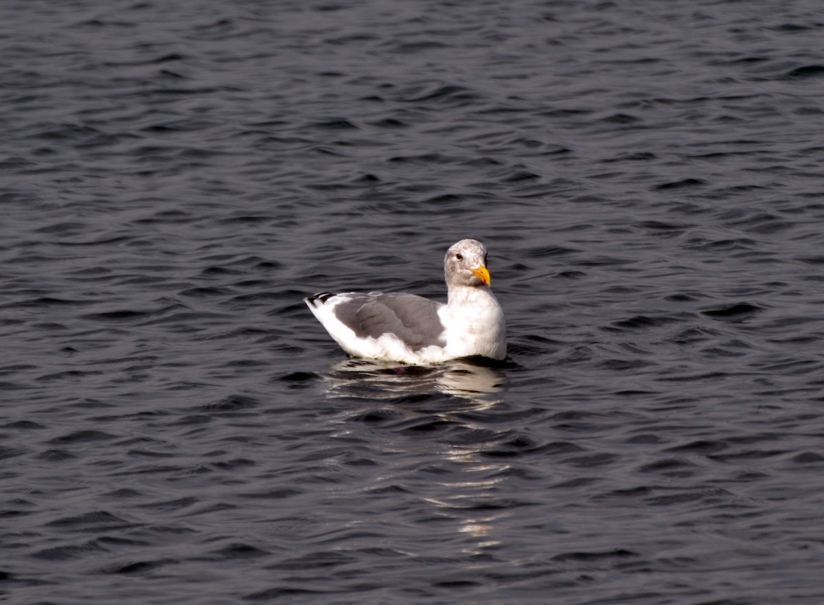 Серокрылая чайка - ML644470603
