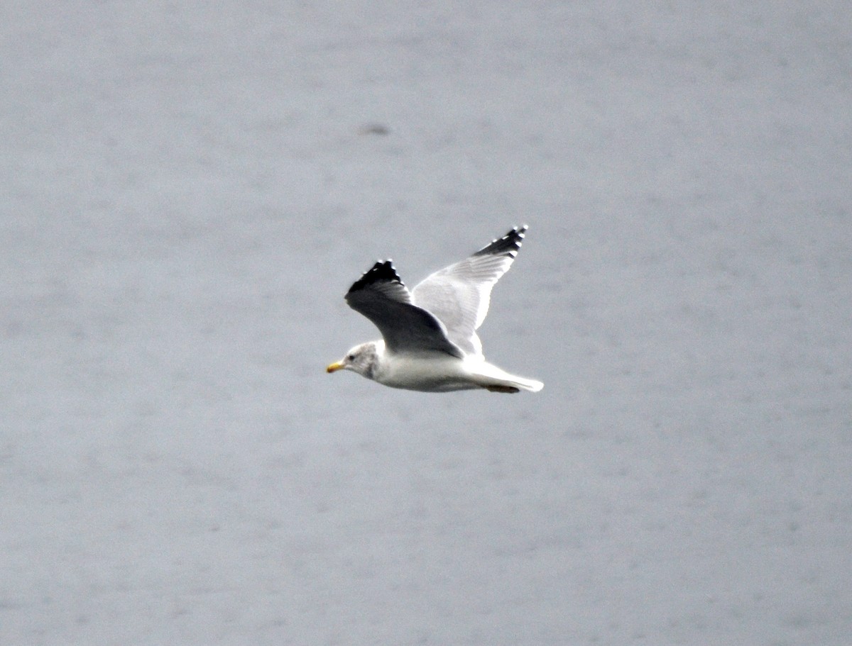 Серокрылая чайка - ML644470604
