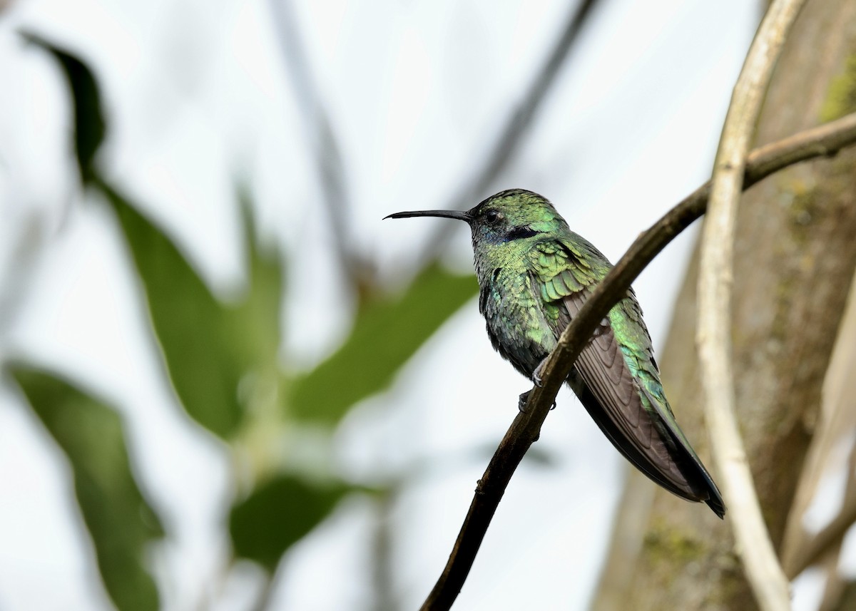 Lesser Violetear - ML644470605