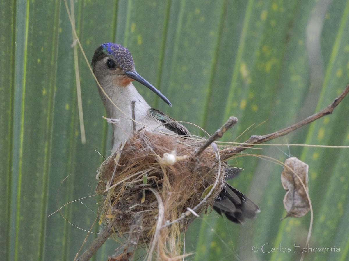 Wedge-tailed Sabrewing - ML64447061