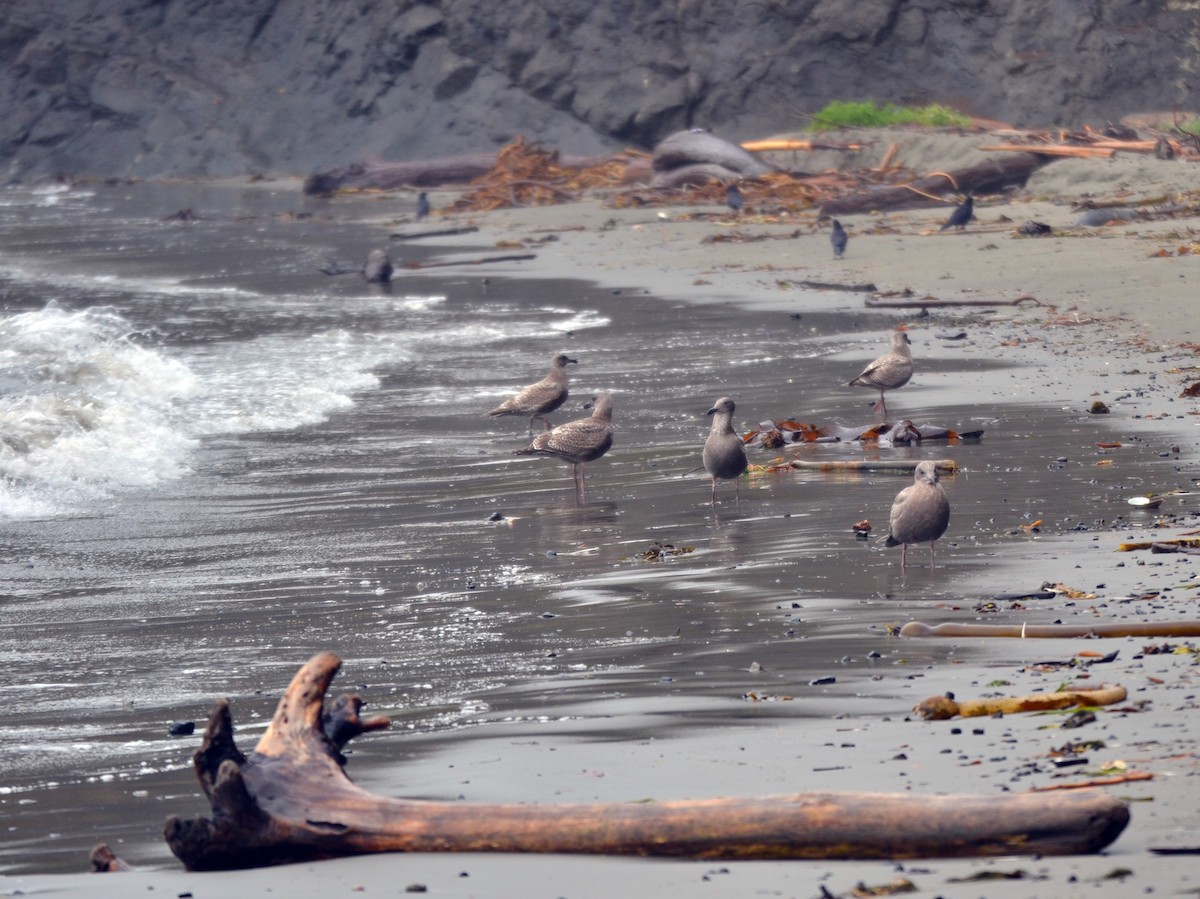 Серокрылая чайка - ML644470612