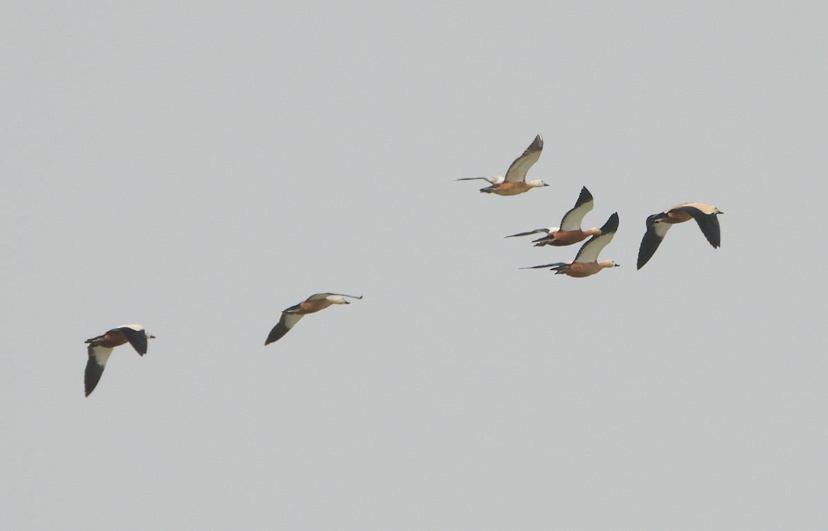 Ruddy Shelduck - ML644470614