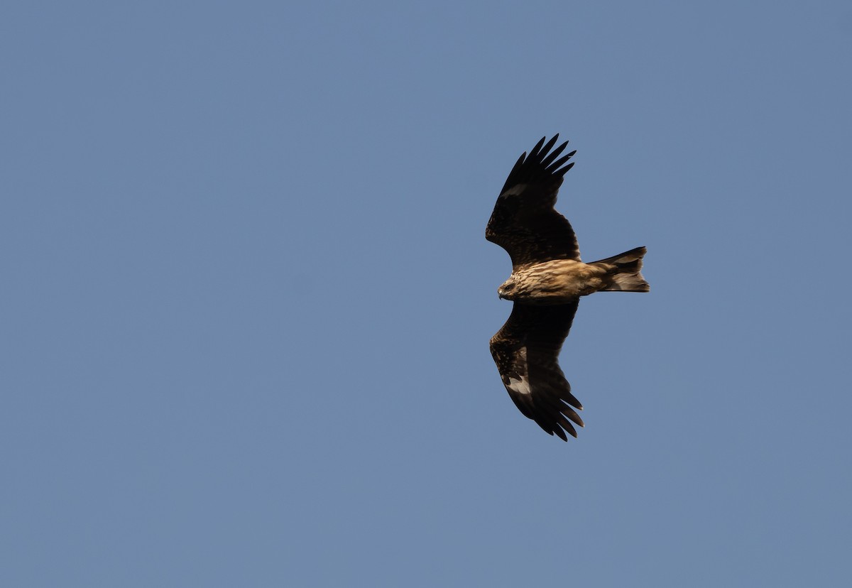 Black Kite (Black-eared) - ML644470616