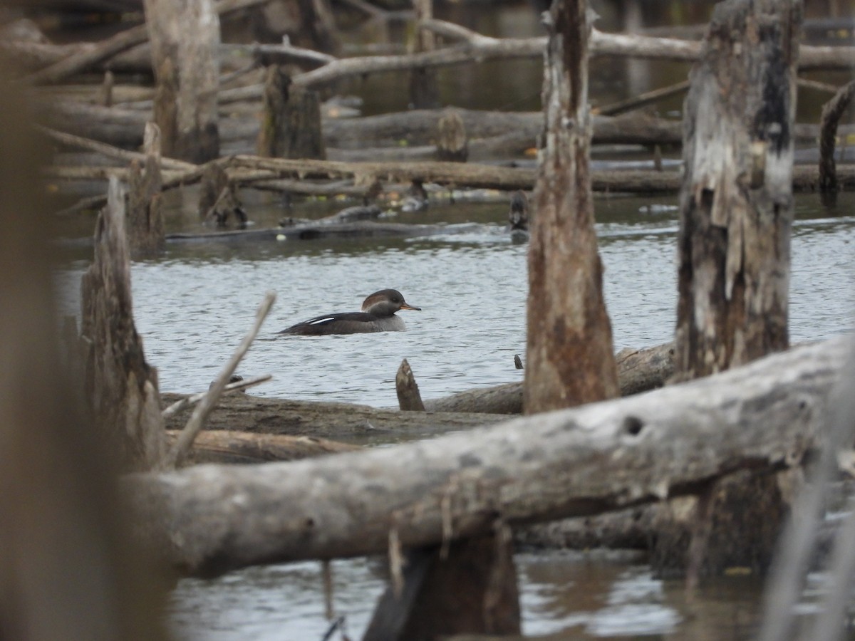 Hooded Merganser - ML644470617