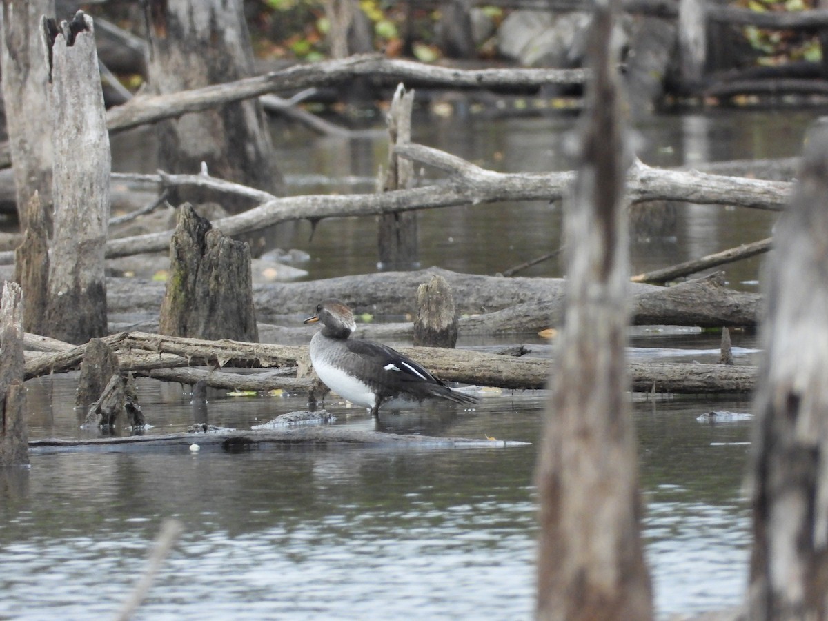 Hooded Merganser - ML644470618