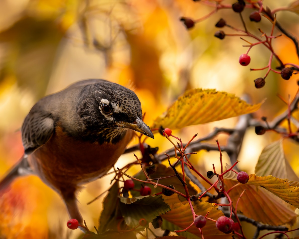 American Robin - ML644470619