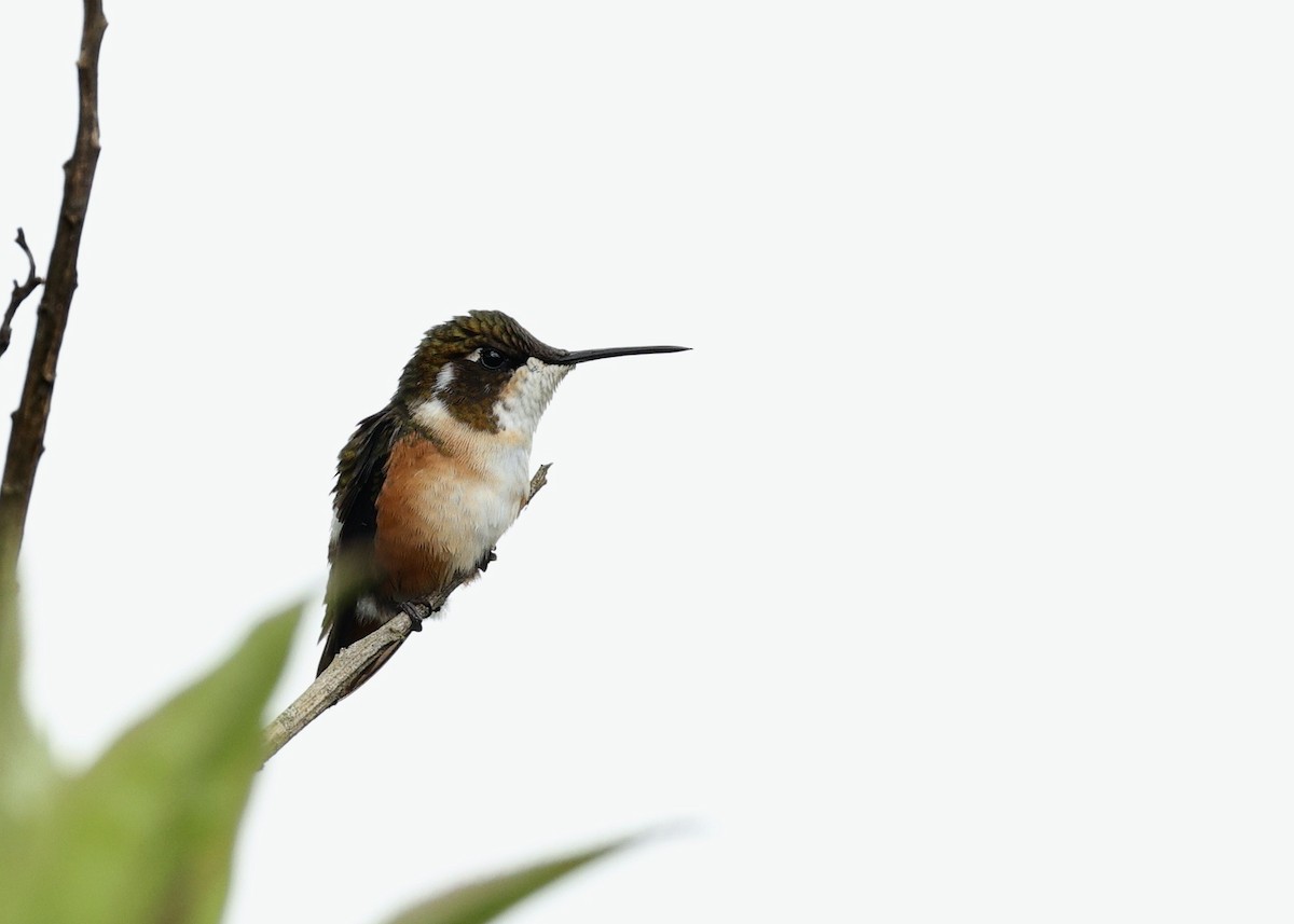 シロハラチビハチドリ - ML644470631