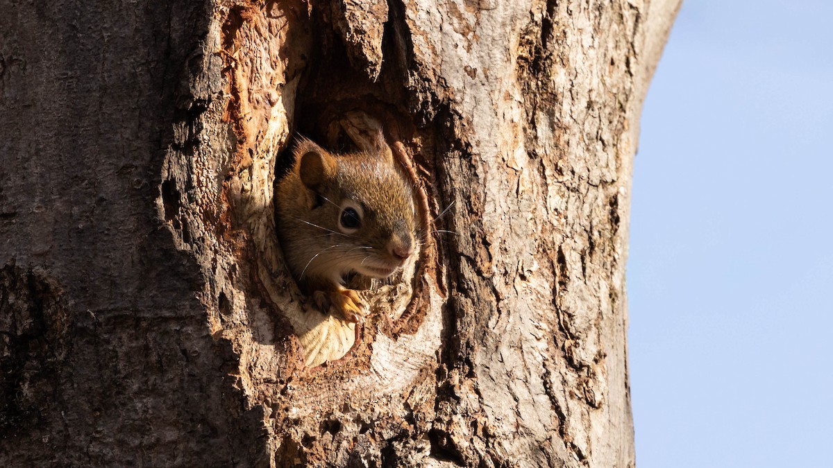 American Red Squirrel - ML644470632